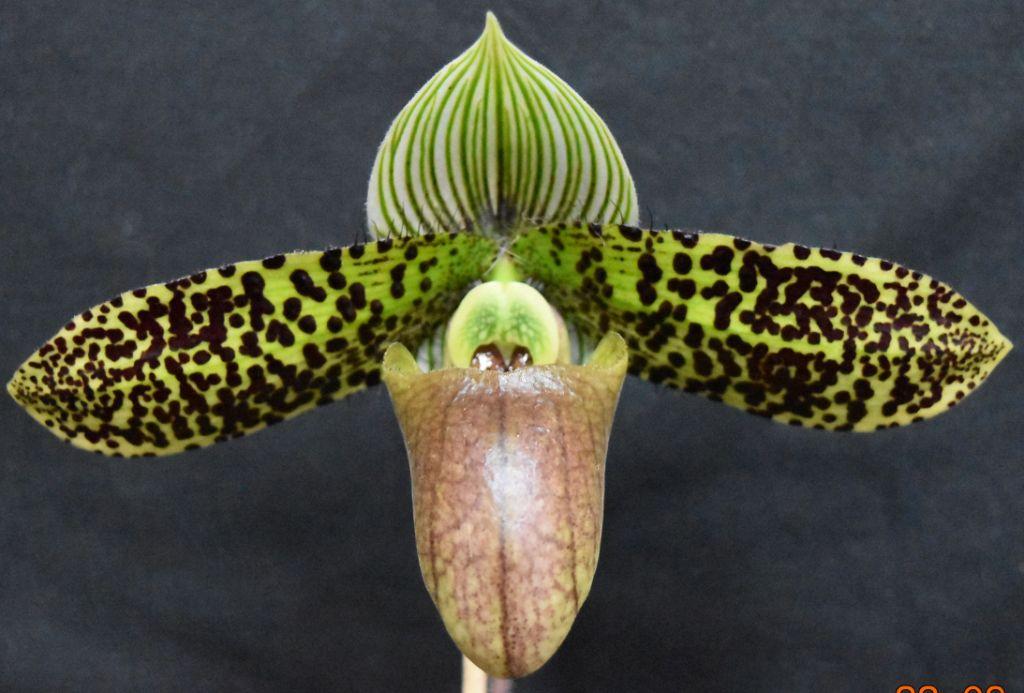 Paphiopedilum sukhakulii