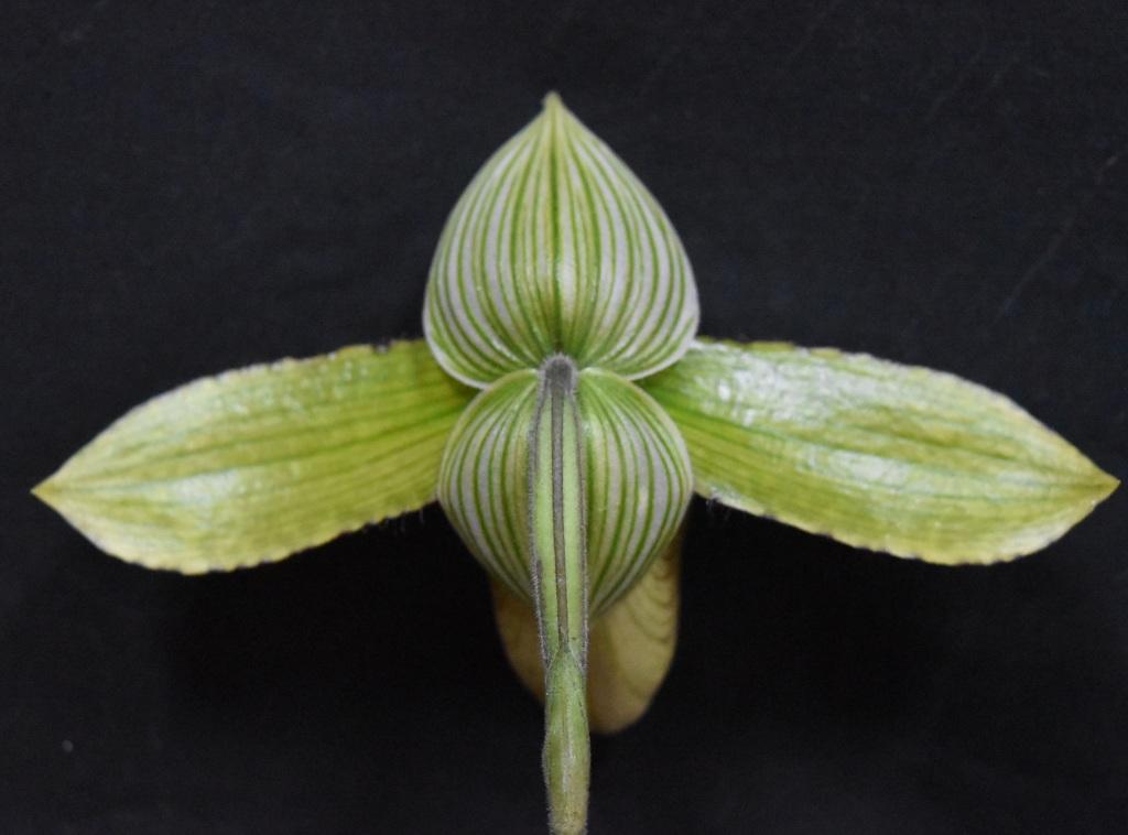 Paphiopedilum sukhakulii - photo 2