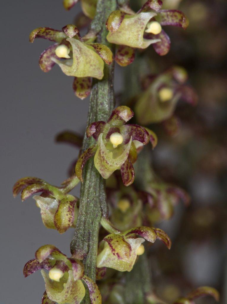 Peristeranthus hillii