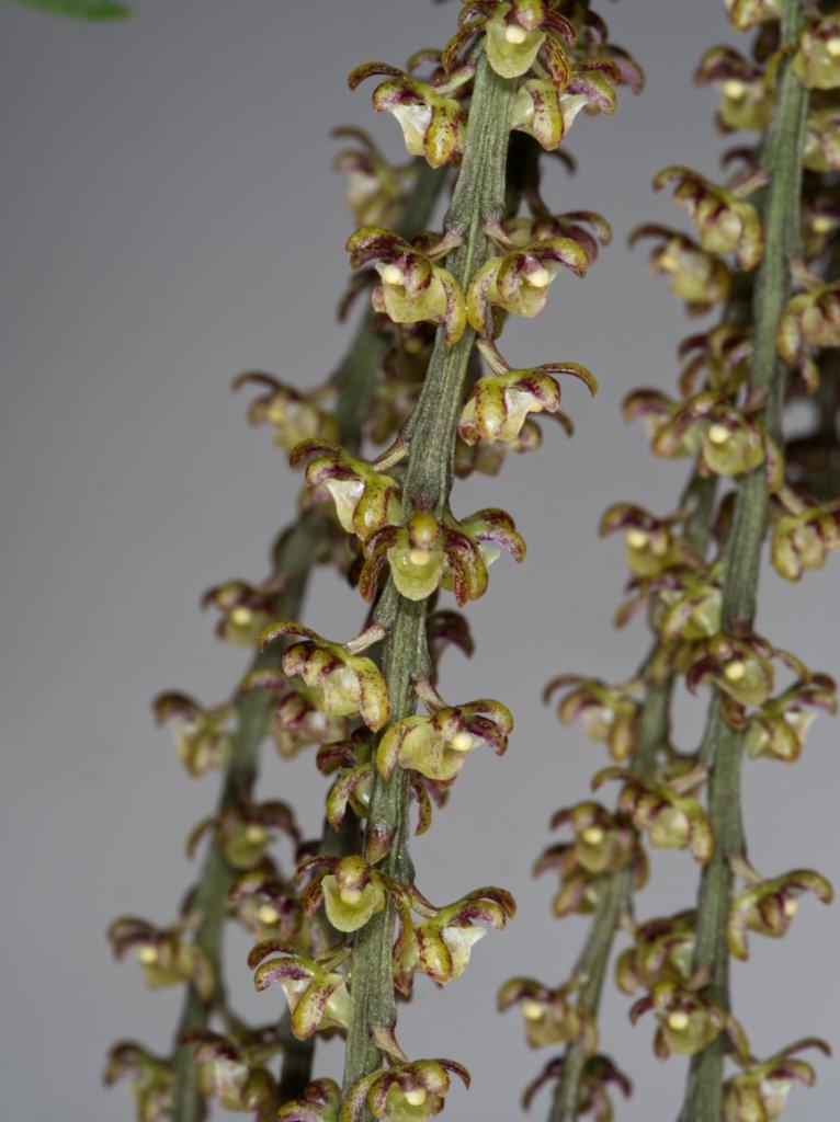 Peristeranthus hillii - photo 2