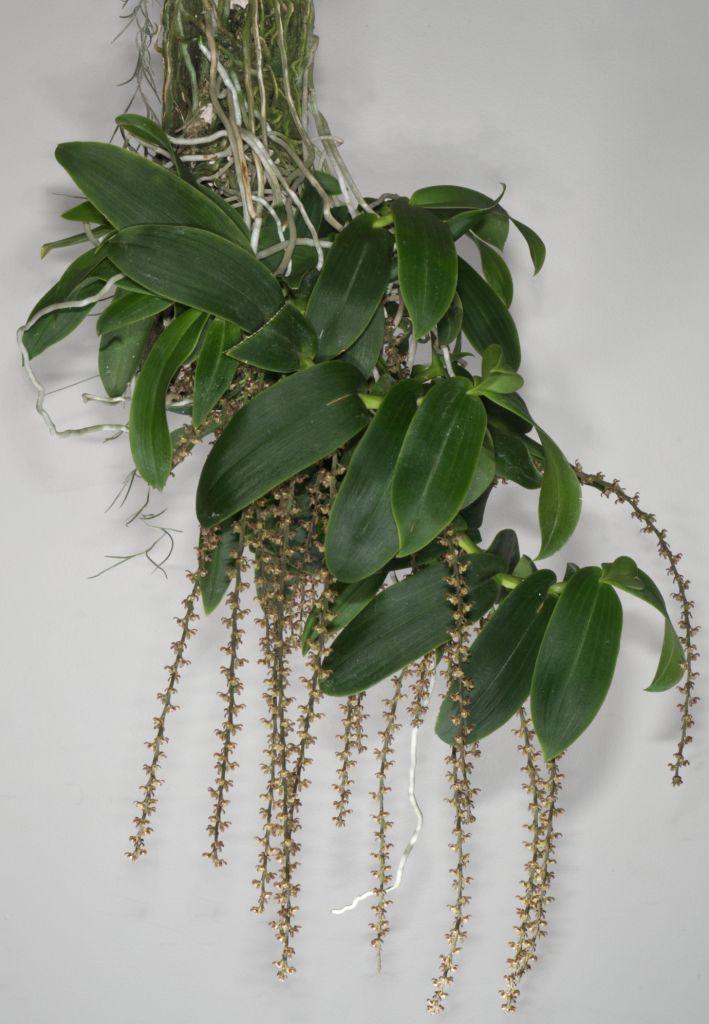 Peristeranthus hillii