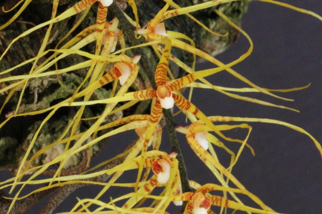 Rhinerrhiza divitiflora