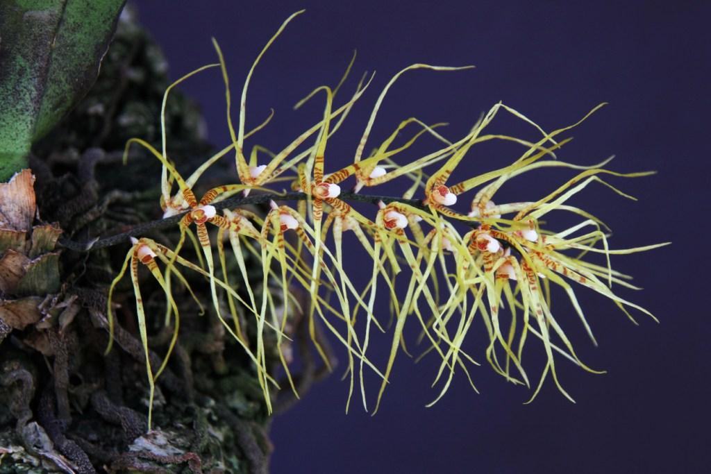 Rhinerrhiza divitiflora - photo 2