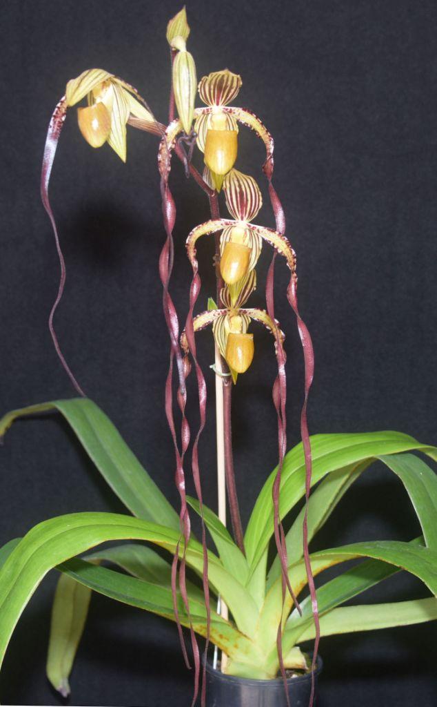 Paph Michael Koopowitz