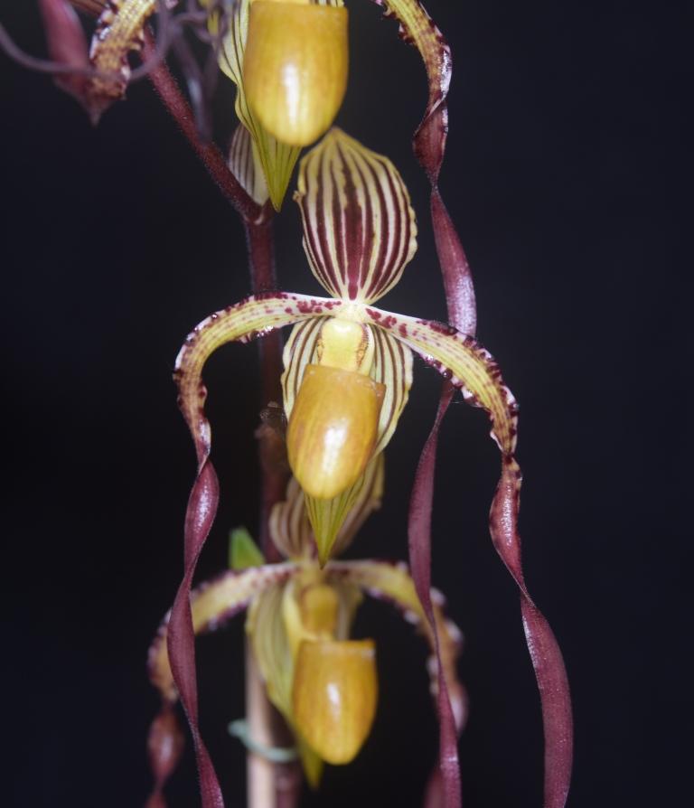 Paphiopedilum Michael Koopowitz - photo 2