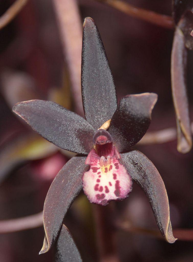 Cym Australian Midnight ?'Thelma Jean'