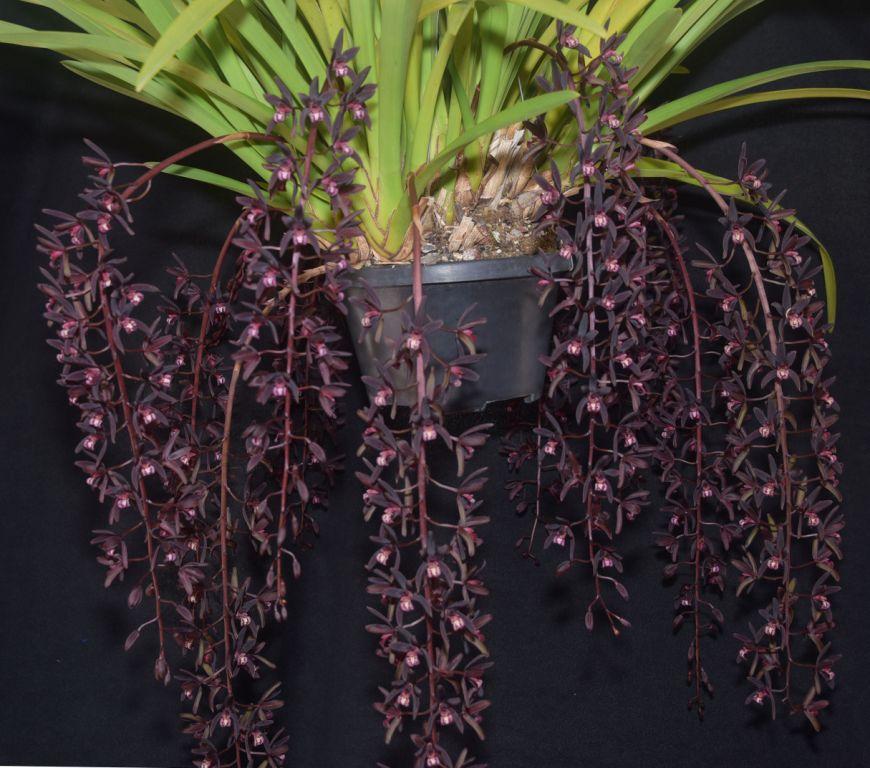 Cym Australian Midnight ?'Thelma Jean'