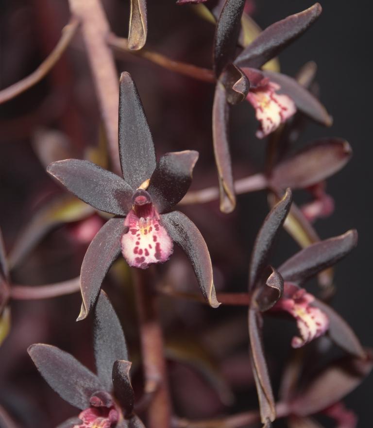 Cymbidium Australian Midnight ?'Thelma Jean' - photo 2