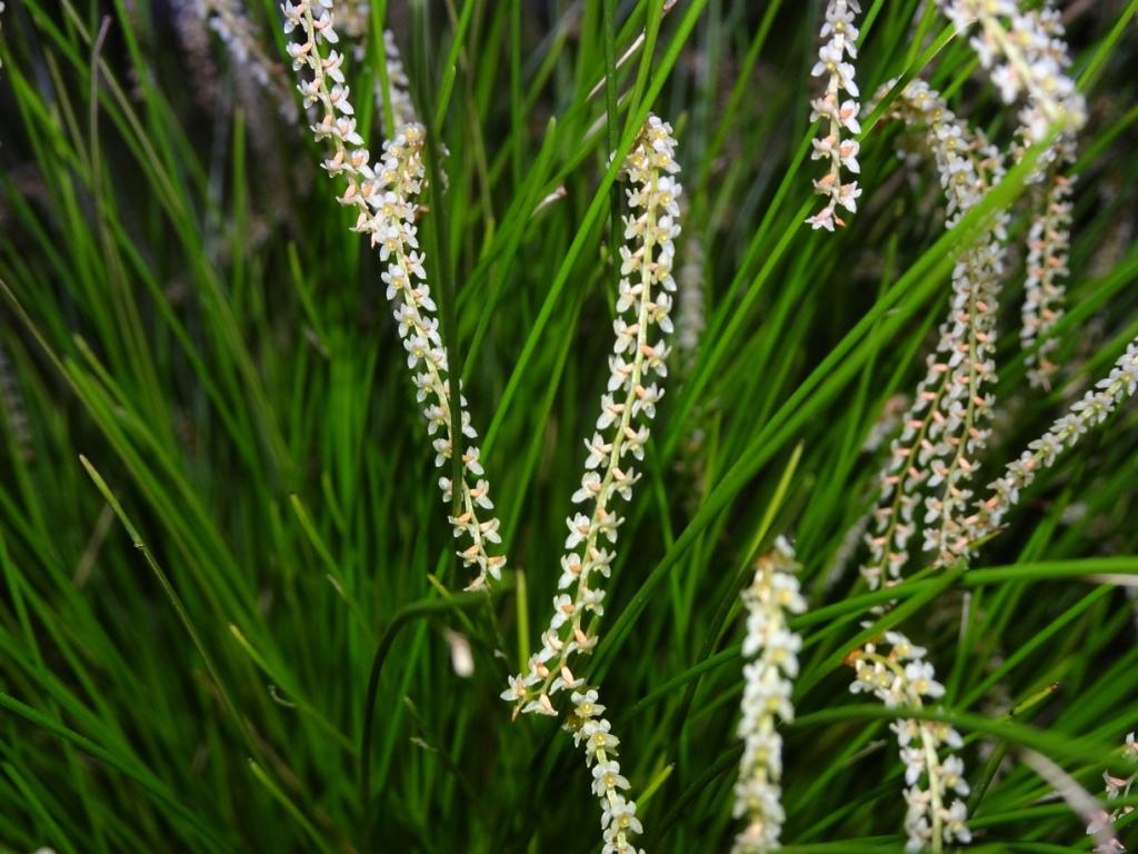 Coelogyne tenella - photo 2