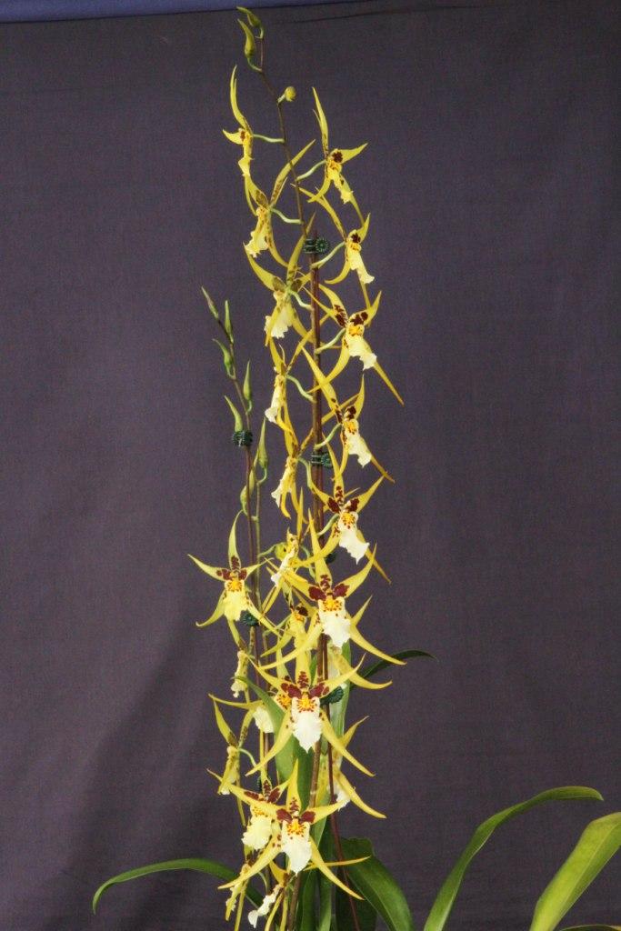 Brsdm Yellow Star - photo 2