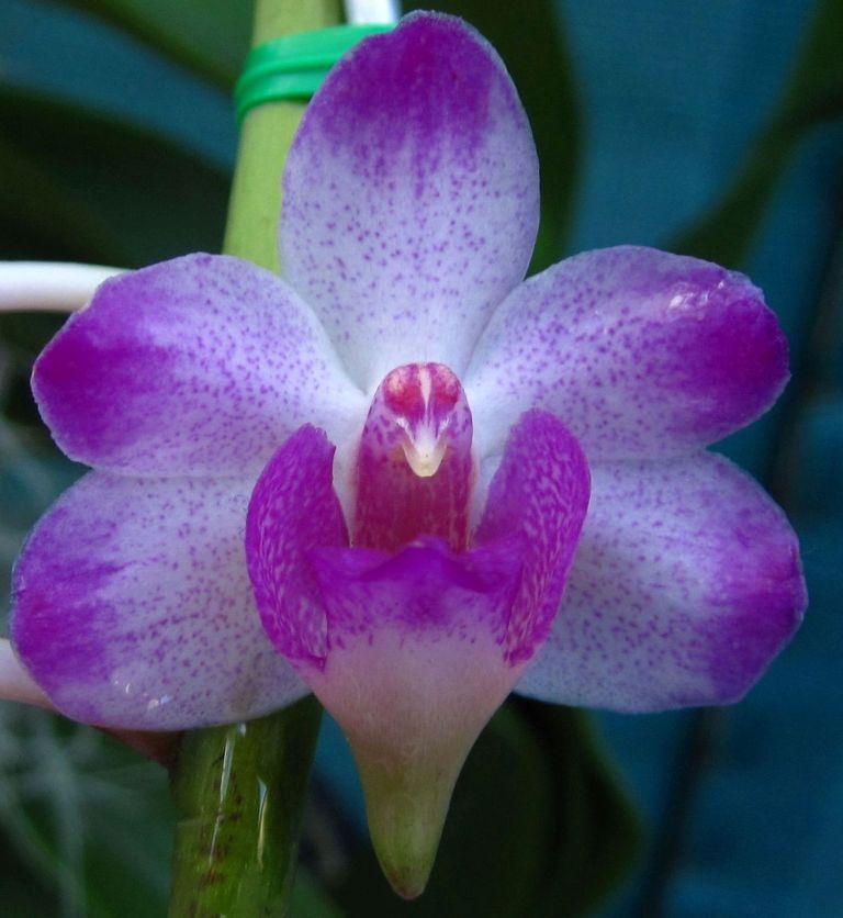 Rhynchorides Springtime