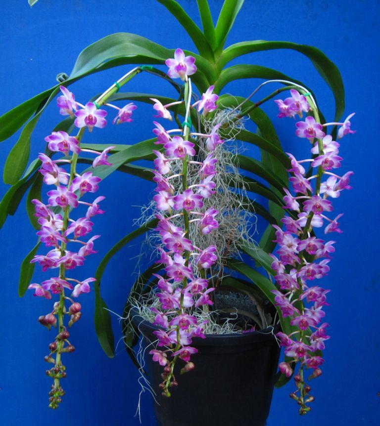 Rhynchorides Springtime - photo 2