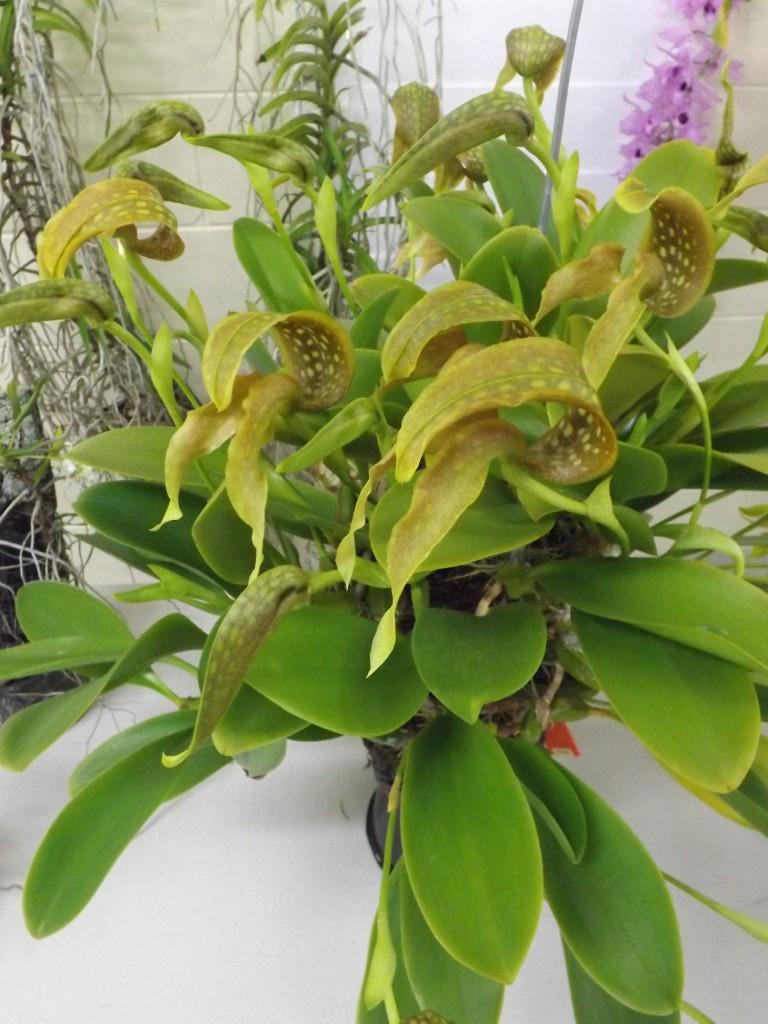 Bulbophyllum grandiflorum 'Mary'