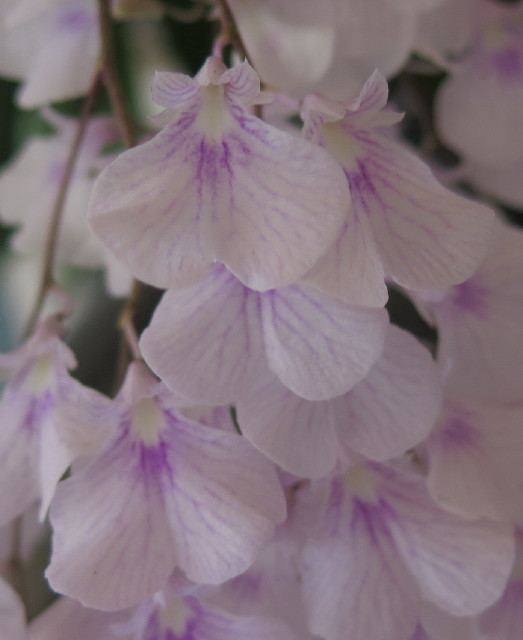 Ionopsis utricularioides