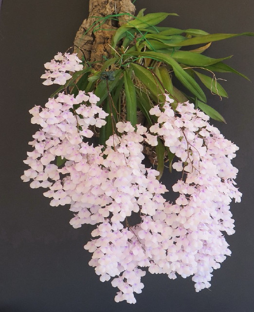 Ionopsis utricularioides - photo 2