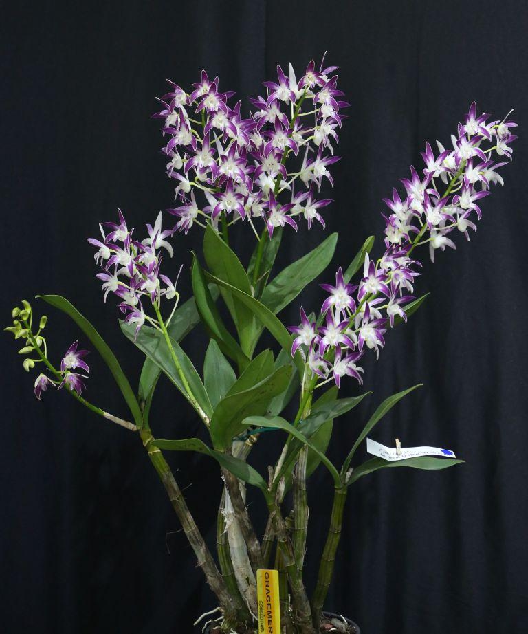 Dendrobium Graceful - photo 2