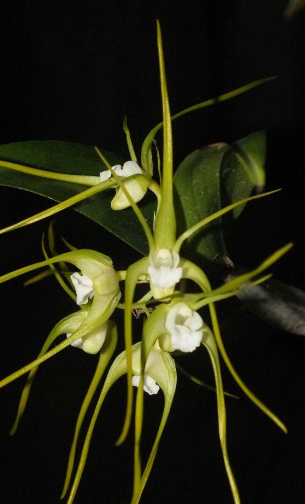 Dendrobium tetragonum var cacatua