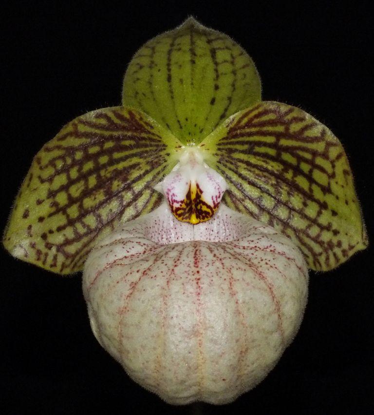 Paph Fanaticum
