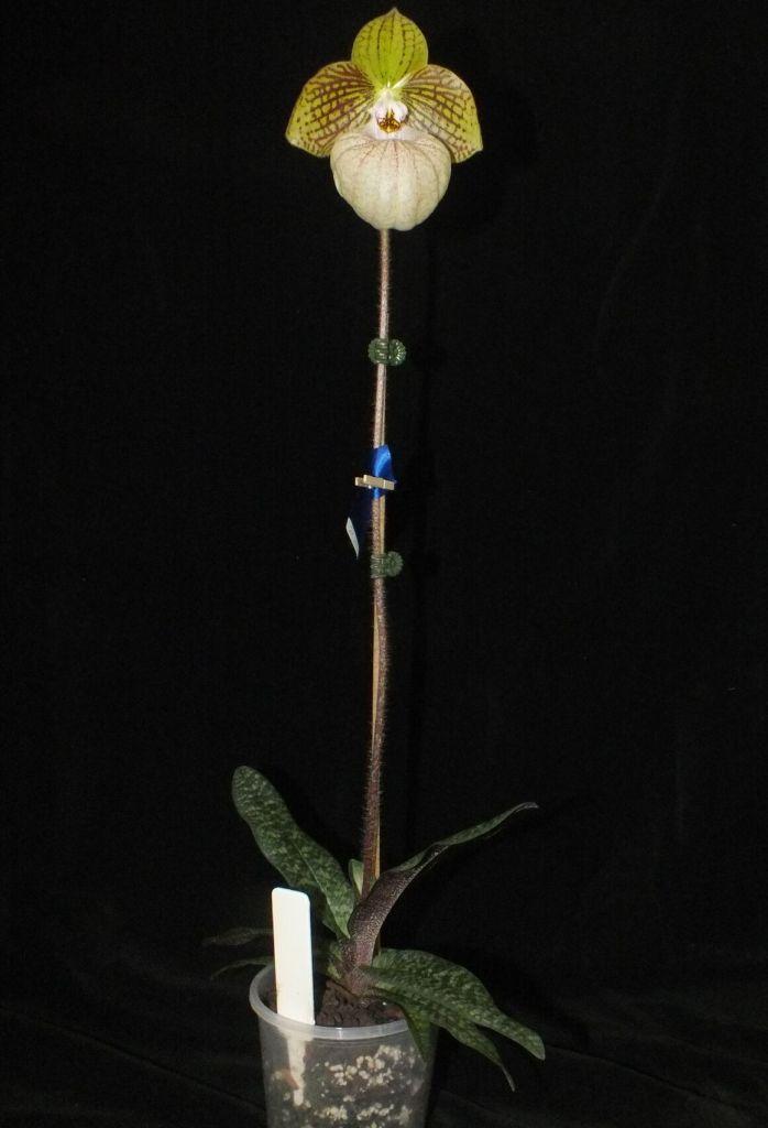 Paphiopedilum Fanaticum - photo 2