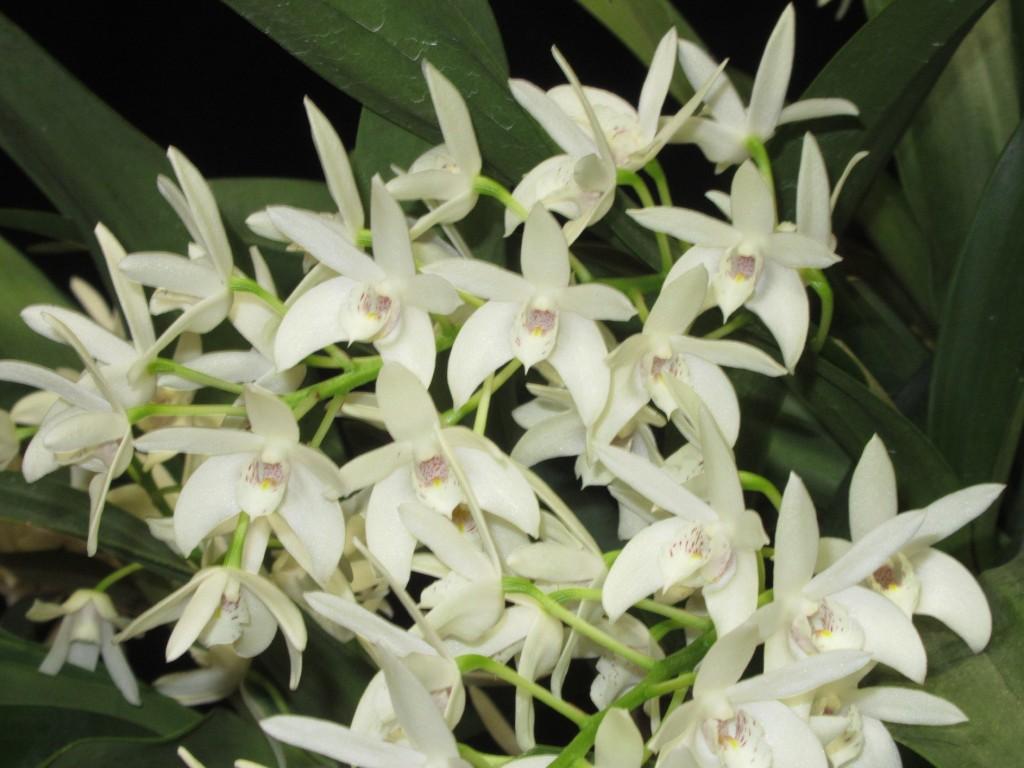 Dendrobium Andrew Persson - photo 2