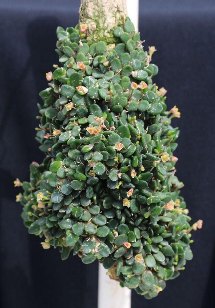 Dendrobium lichenastrum 'Neville's Delight'