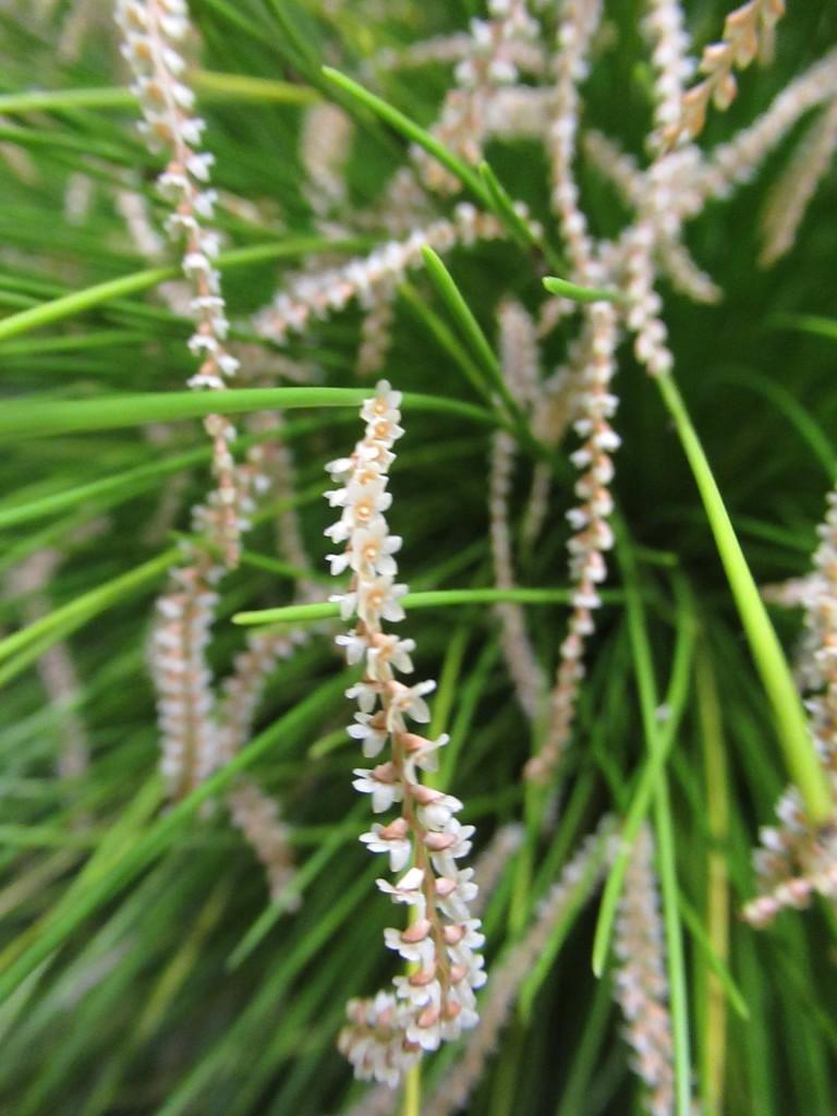 Coelogyne tenella - photo 2