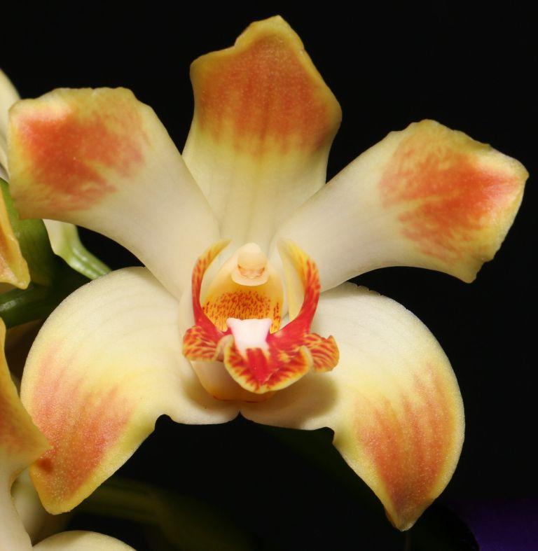 Chysis aurea