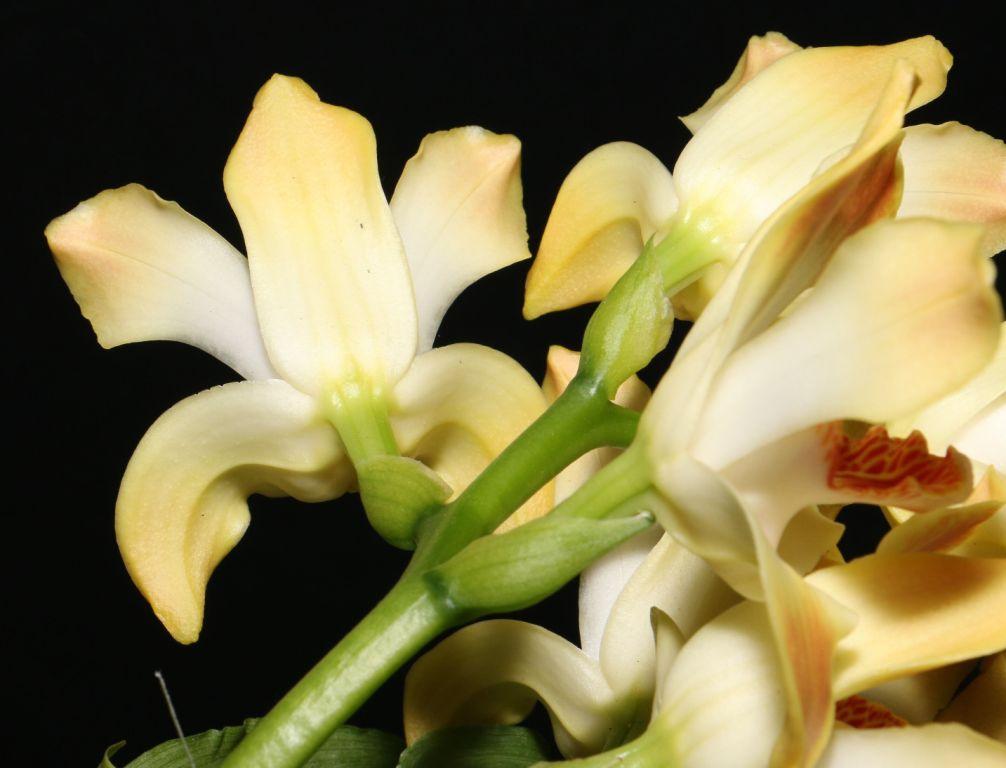 Chysis aurea - photo 2