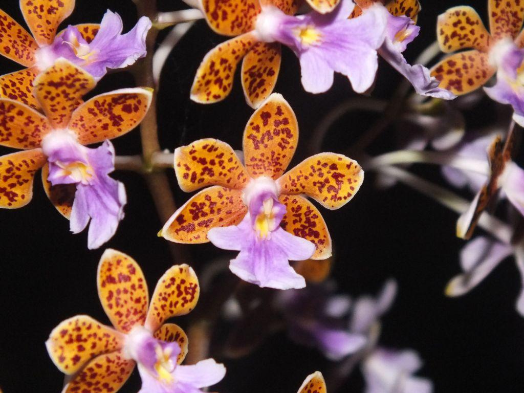 Epidendrum schumannianum