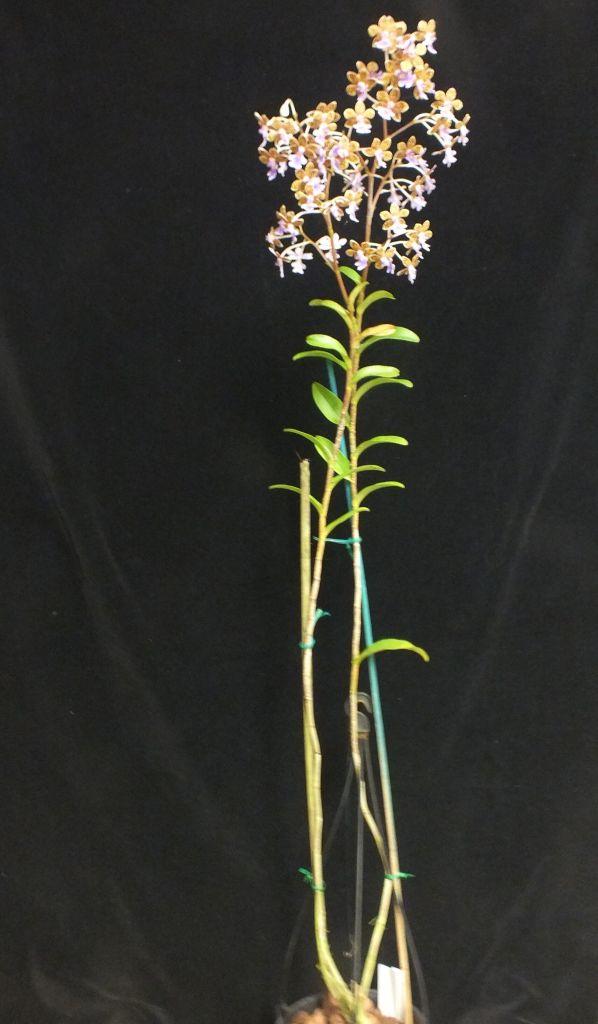 Epidendrum schumannianum - photo 2