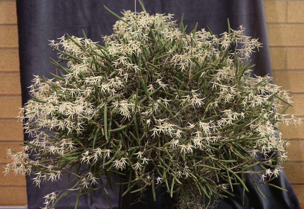 Dendrobium x grimesii