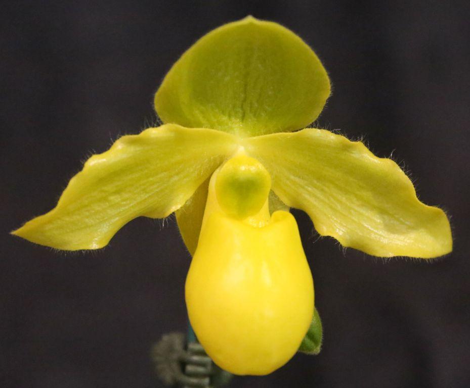 Paph Duo de Citron