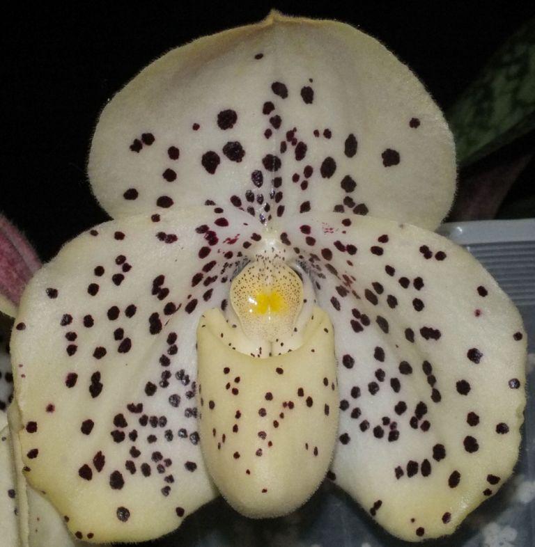 Paphiopedilum wenshanense'TOM No.2'