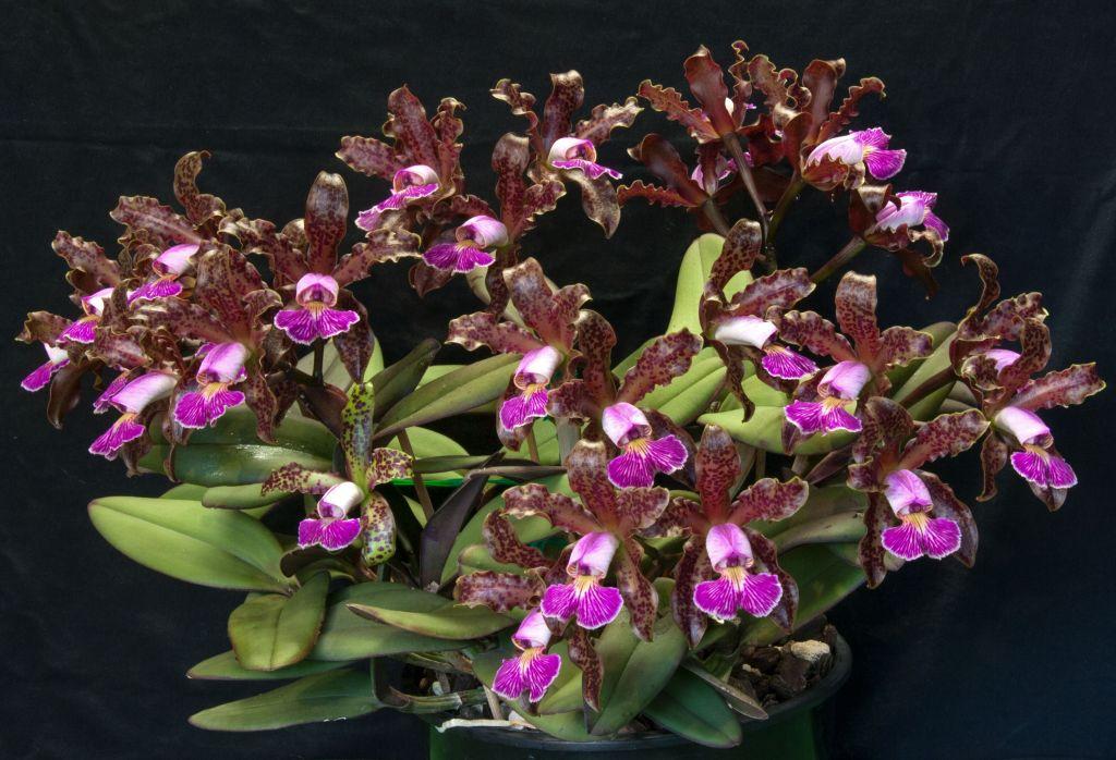 Cattleya schilleriana