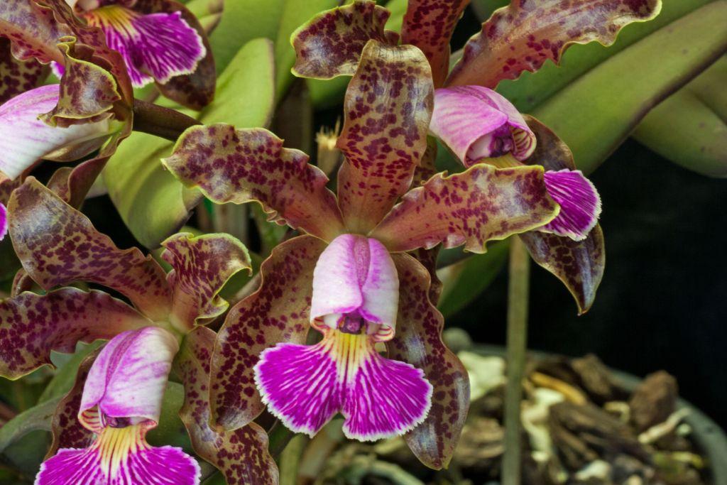 Cattleya schilleriana - photo 2