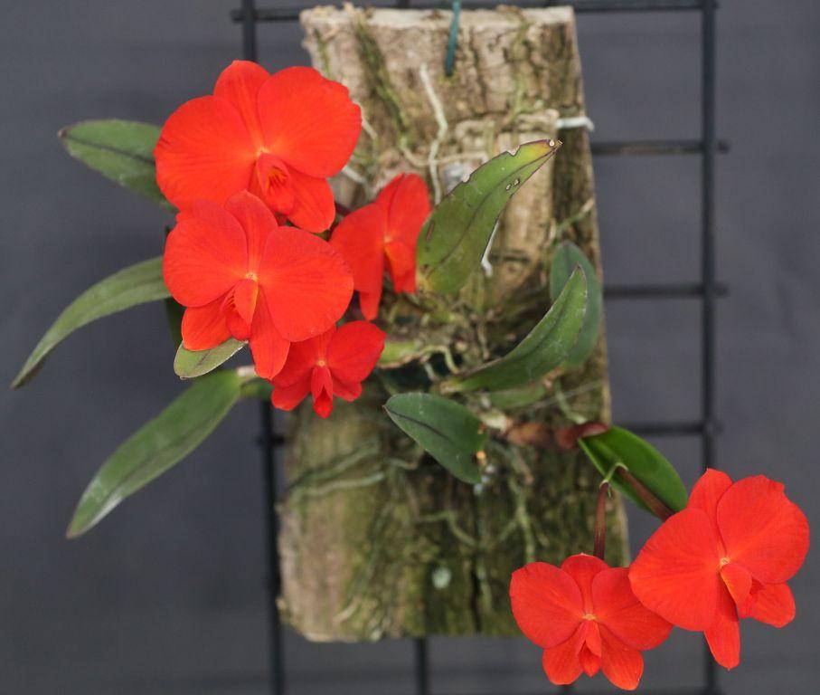Cattleya coccinea - photo 2