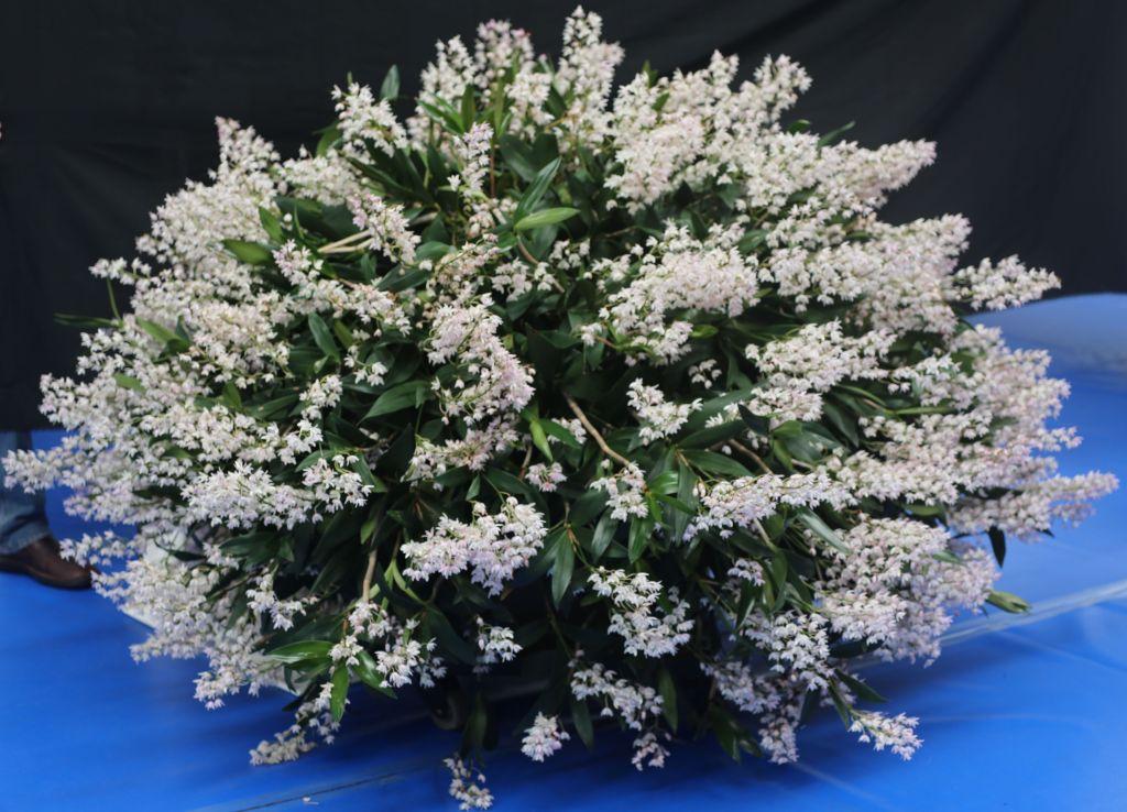 Dendrobium X speciokingianum