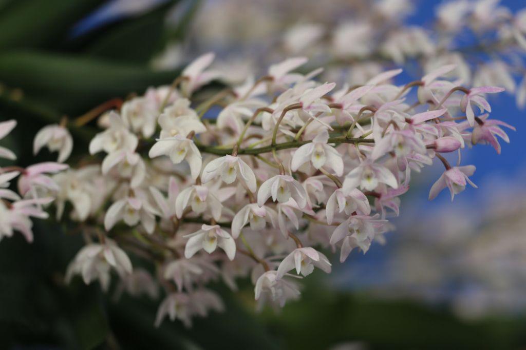 Dendrobium X speciokingianum - photo 2