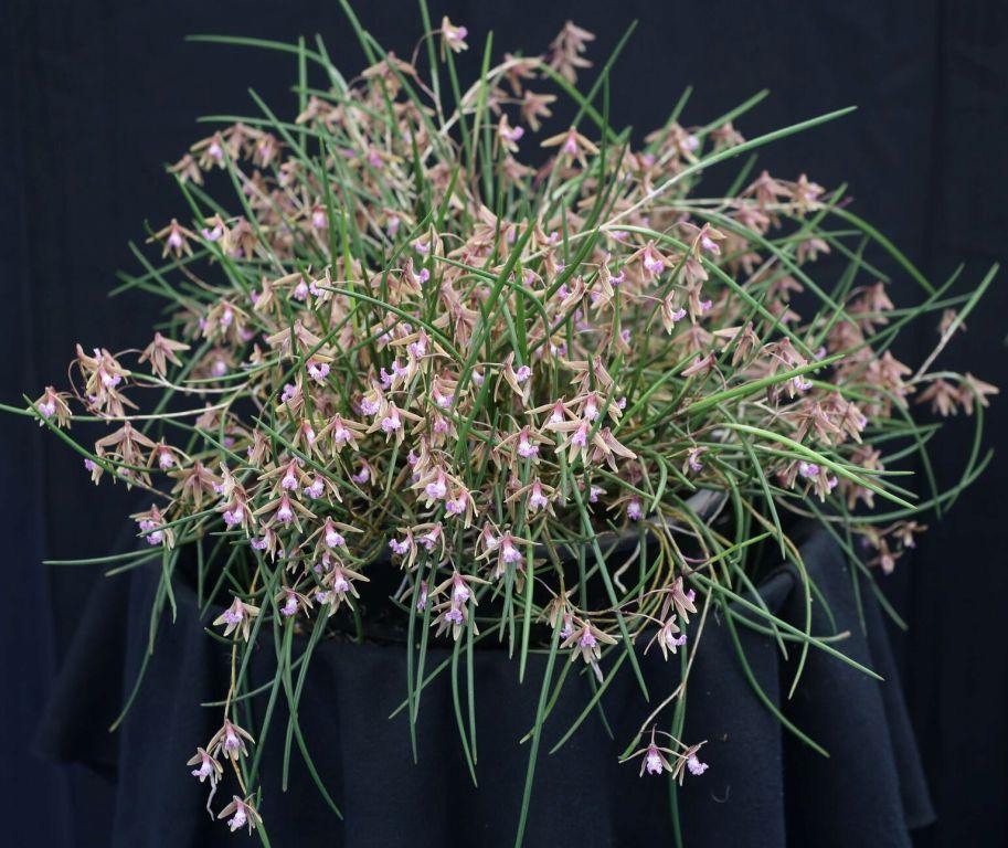 Den Oliver-Jack Freckles