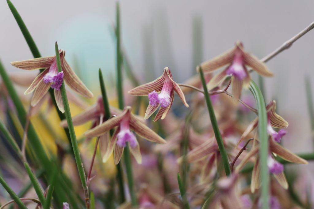 Dendrobium Oliver-Jack Freckles - photo 2