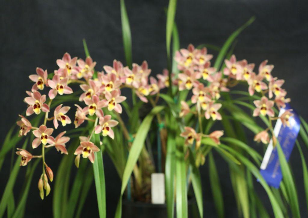 Cymbidium Bunyip - photo 2