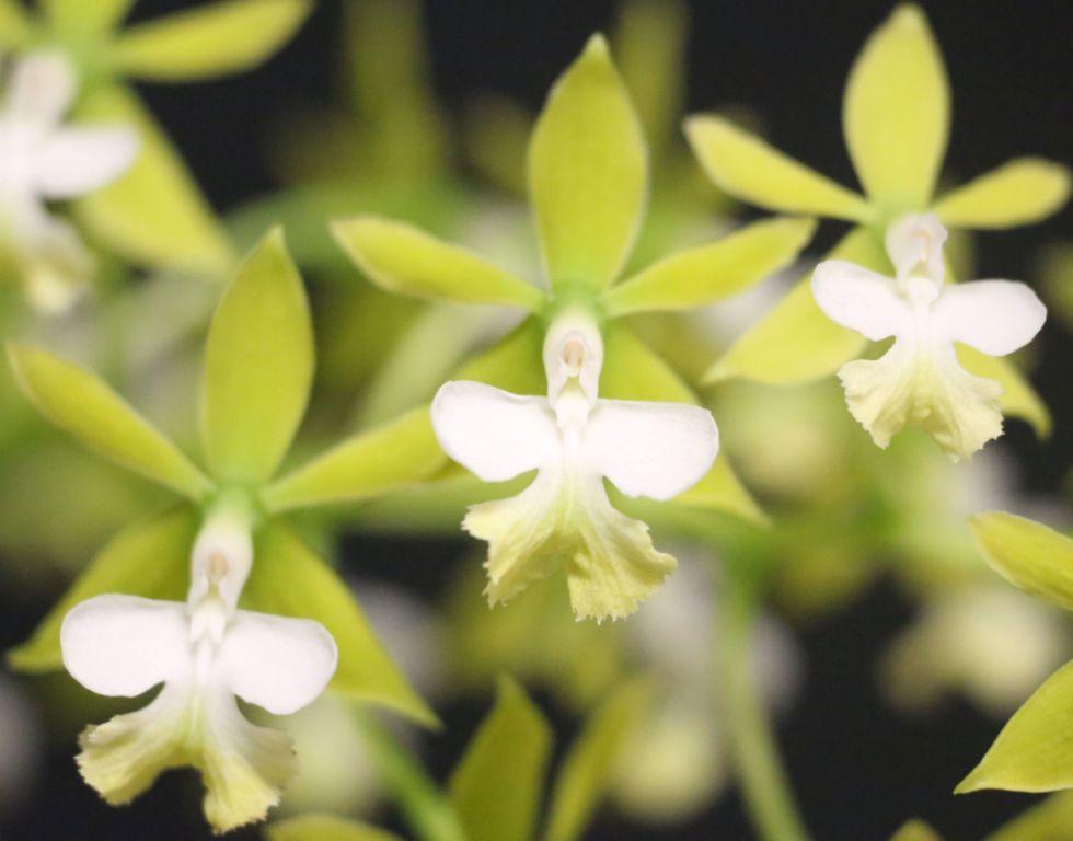 Epidendrum stamfordianum