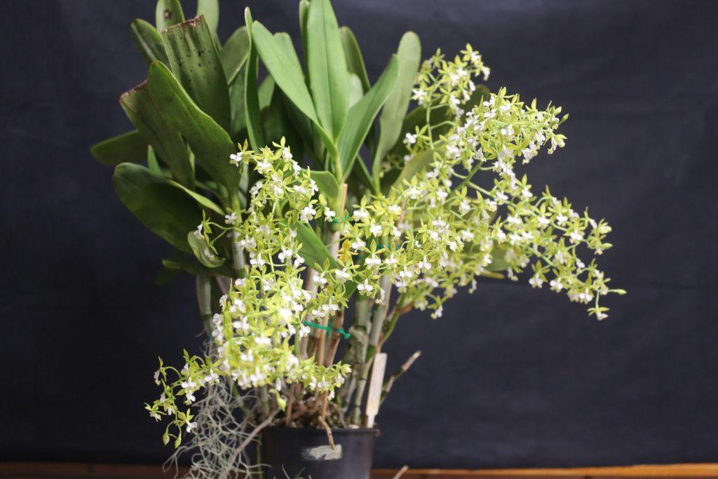 Epidendrum stamfordianum - photo 2