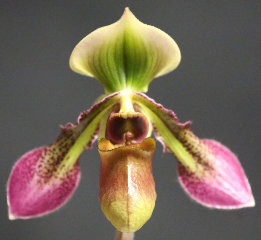 Paphiopedilum hookerae var volonteanum