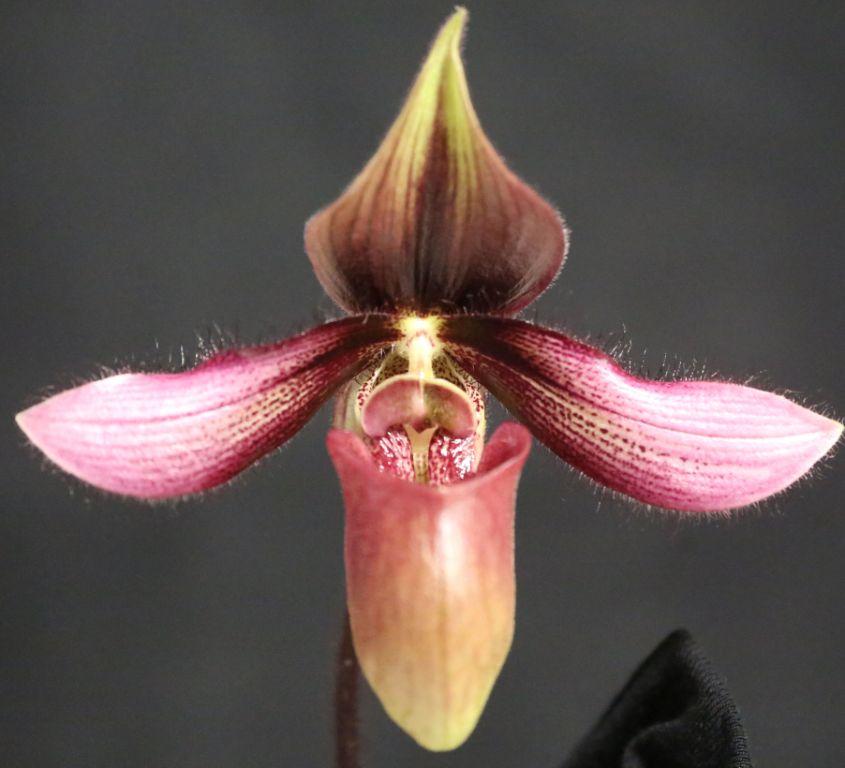 Paph Pilot