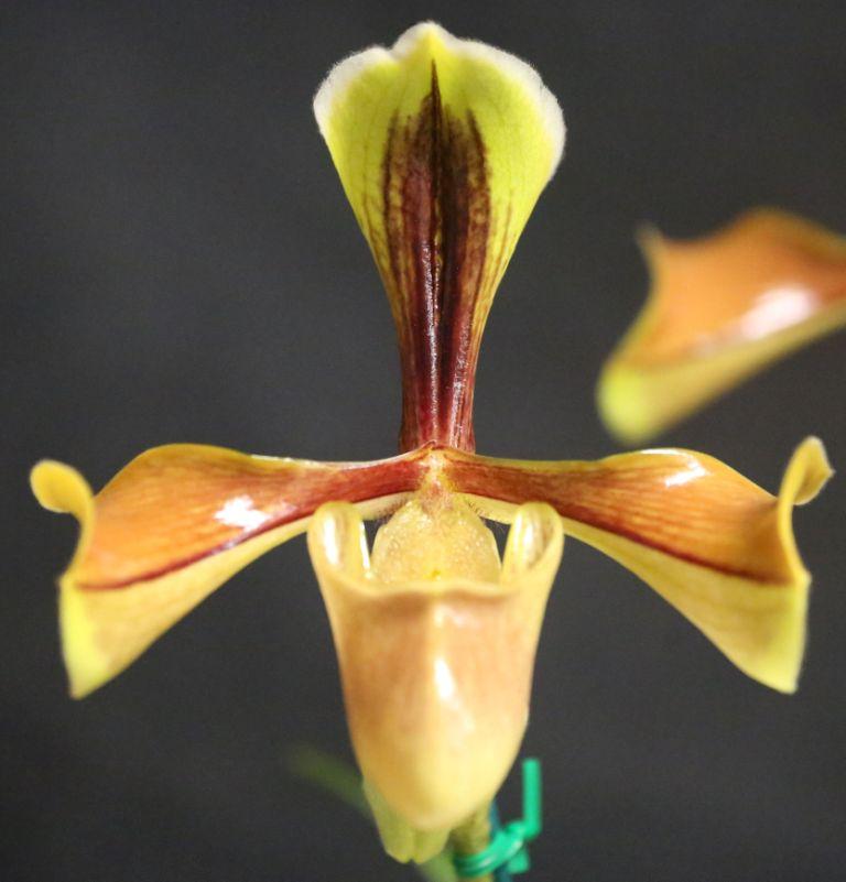 Paphiopedilum villosum