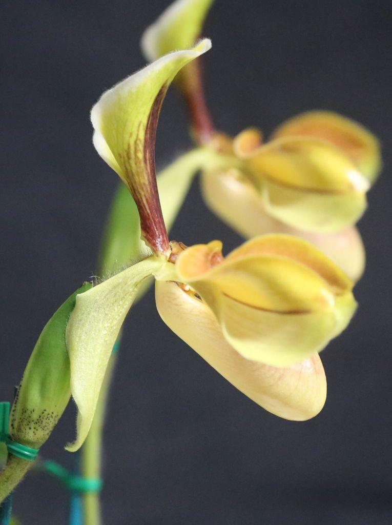 Paphiopedilum villosum var. villosum - photo 2