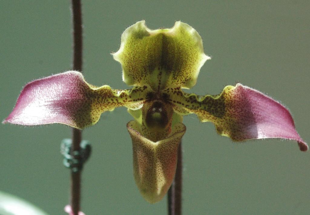 Paphiopedilum hirsutissimum