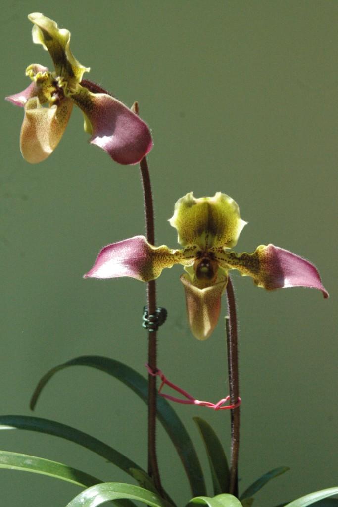 Paphiopedilum hirsutissimum - photo 2