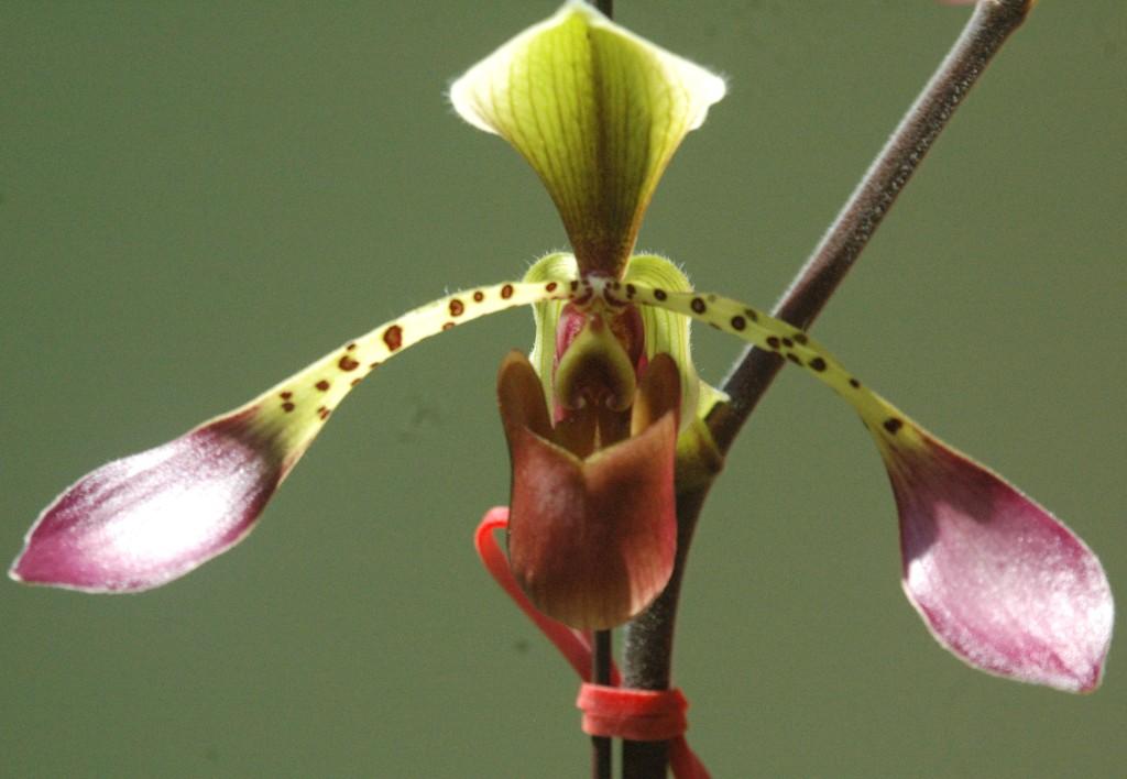 Paphiopedilum lowii